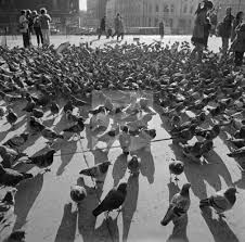 https://thumbs.smartframe.io/27025fea9afa38753501b02dbd8a40f2/aa077527/hundreds-of-pigeons-gathered-in-the-pedestrianised-central-area-of-trafalgar-square-in-the-city-of-westminster-london.webp?intent=embed